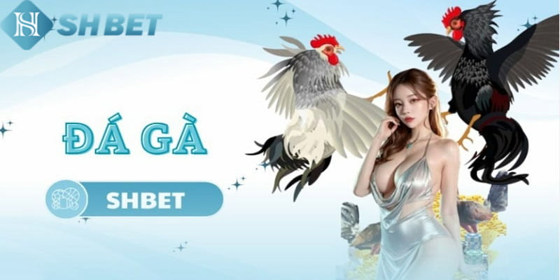 Đá gà luôn là sảnh cược được yêu thích tại SHBET